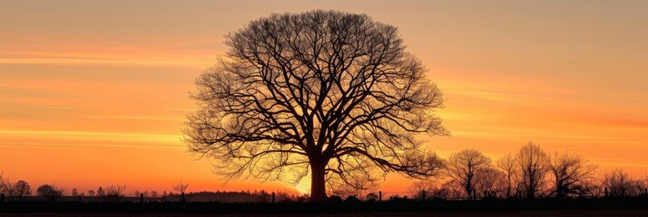 Poster - Striking silhouette of a leafless tree against the soft gradients of a winter morning sky, with the rising sun providing warm orange and yellow hues.