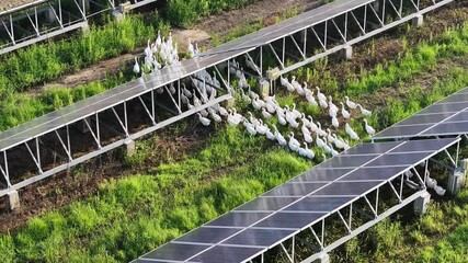 Sticker - view of group of ducks in solar power station 