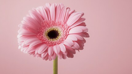 Wall Mural - A Delicate Pink Gerbera Daisy on a Soft Pink Background