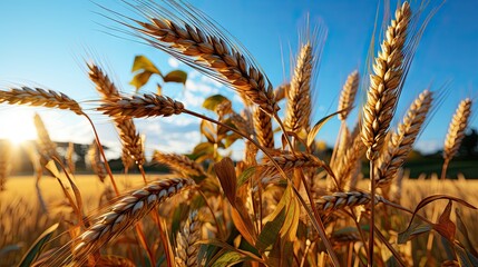 field of ripen wheat crop photo