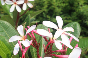 white frangipani flower plant on nursery