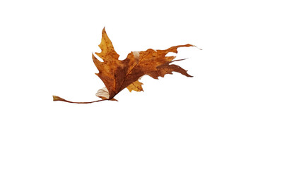 leaf leaves isolated autumn winter season background