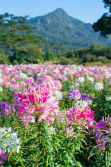 Wall Mural - pink and white cleome spinosa in the garden.