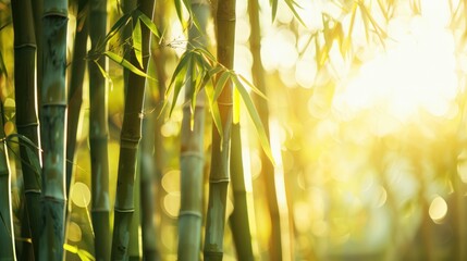 Wall Mural - Bamboo Forest in the Golden Hour