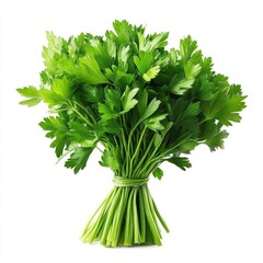 a bunch of fresh green parsley tied together isolated on a white background.