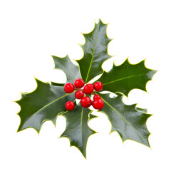 Green holly leaves with red berries for Christmas decoration isolated on transparent background