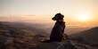 © รมย์นลิน ลิน - Loyal Companion Silhouetted on Hilltop at Peaceful Sunset
