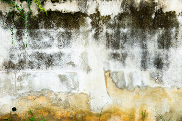 Wall Mural - A wall with a lot of moss and dirt on it. The wall is white and has a lot of cracks