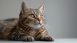 © tydeline - Cute Tabby Cat Looking Up