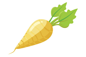 Parsnip vector illustration isolated in white background