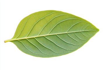 Sticker - Single Green Leaf Isolated On White Background