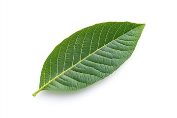 Wall Mural - Close-up of a Single Green Leaf Isolated on White Background