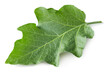 © Dmytro - eggplant leaf isolated on white background. clipping path