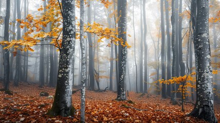 Wallpaper showing a foggy forest with soft light and intricate tree details