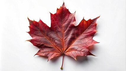 autumn maple leaf macro shot on white background