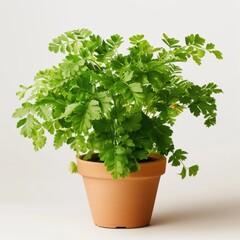 Canvas Print - corianda plant isolated with a pot