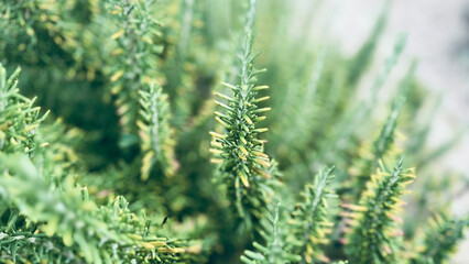 rosemary branch grows in the garden.