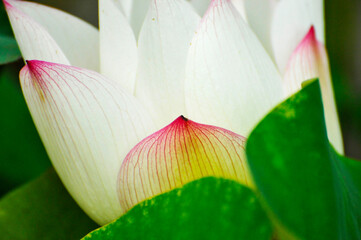 Wall Mural - Blossoming lotus flowers