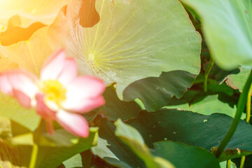 A pink lotus flower sways in the wind, Nelumbo nucifera. Against the background of their green leaves. Lotus field on the lake in natural environment.