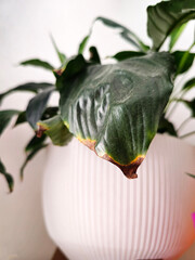 peace lily leaf aging