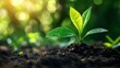© CHAKKAPONG - Utilizing carbon credits in offset programs to achieve carbon neutrality, detailing the role of market mechanisms in sustainability