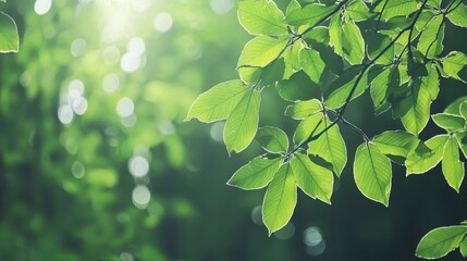 Canvas Print - Green Leaves Branch Sunlight Bokeh Nature Background