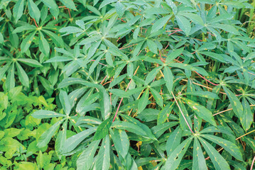 Rows of cassava trees in the field. Cassava, growing young shoots. Cassava is a tropical food crop, a commercial crop in Indonesia.