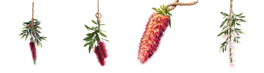 Aufkleber - Isolated red bottlebrush flower on a white background.