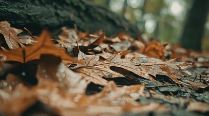 Sticker - Wet Autumn Leaves Close Up Macro Photography