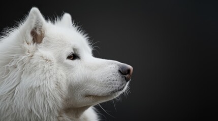 Wall Mural -  A white dog's face, gazing off-kilter against a solid black backdrop ..Or, for a more concise version:..