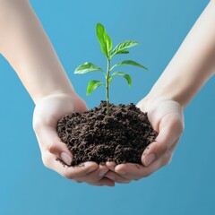 Wall Mural - Close-up of two hands cupped around a small sapling emerging from dark soil against a light blue background.