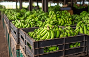 A market with stacks of fresh green bananas in containers. Ample, ripe bananas suitable for sharing are seen in this image.