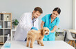 © Studio Romantic - Careful attentive male veterinarian examining maltipoo dog, using stethoscope to check respiration while his female nurse colleague holding cute furry pet on table during checkup at veterinary clinic.