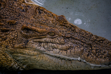 Closeup of crocodile in the water