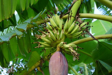 Closeup shot of a wild banana plant with inflorescence of dark red bracts hanging down, A bunch of banana flowers and unripe banana hanging on tree, Tropical red banana flowers blooming