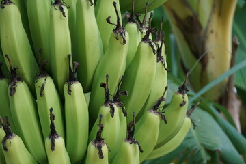 A bunch of bananas hanging on tree, Unripe green bananas on banana tree, Closeup shot of green bananas