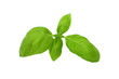 © Галя Дорожинська - Green basil sprig isolated on white background