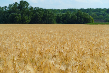 wheat field and summer nature, beautiful sunny landscape