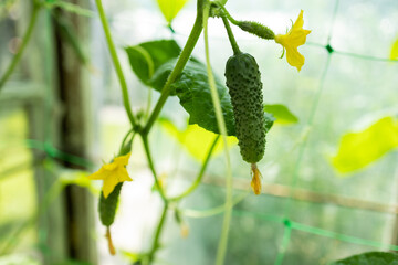 Green ripe cucumbers hanging on the branch in greenhouse close-up