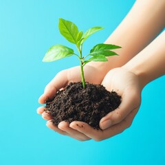 Wall Mural - Two hands holding a small green plant with soil on a blue background.