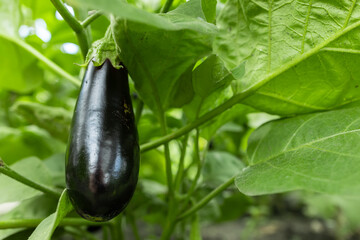 ripe purple eggplant growing in a greenhouse