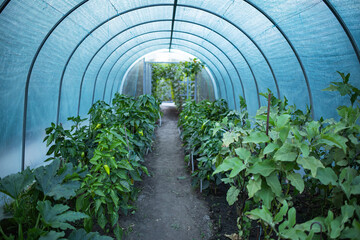 Wall Mural - Big ripe sweet bell peppers, red paprika plants growing in glass greenhouse