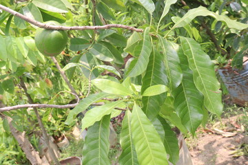 Pouteria caimito fruit on tree in farm