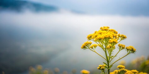 Canvas Print - Close-up of yellow flowered plant against misty sky backdrop