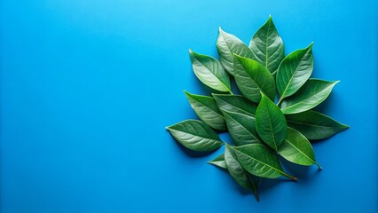 Wall Mural - Cluster of green leaves on blue surface, one leaf resting atop another