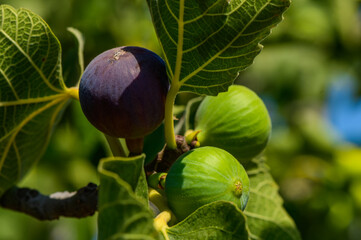 Close-up of fresh green figs on a tree branch