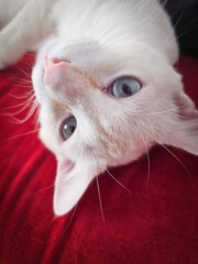 portrait of a cute white cat lying on red sofa 