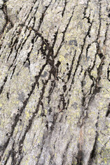 Close up of granite rock with diagonal lines marked by moss over time in the high mountains