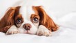 © Supriyanto - A close-up of a Cavalier King Charles Spaniel resting on a soft surface.