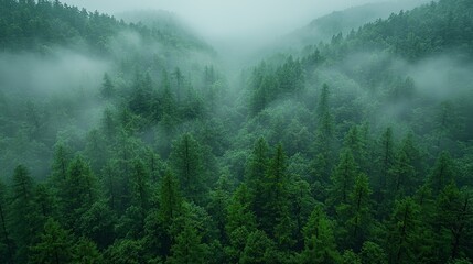 Wall Mural - dense green forest shrouded in mist with rolling hills and trees under a foggy sky during early morn